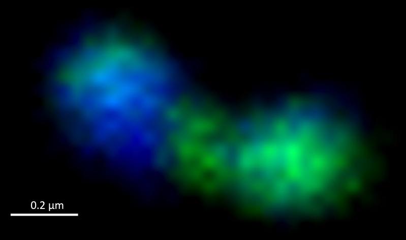 Eine sich teilende Bakterienzelle unter dem Fluoreszenzmikroskop. Die Einschnürung in der Mitte, an der die Teilung erfolgt, ist klar erkennbar. Die Zelle ist grün, die Genome blau gefärbt. 