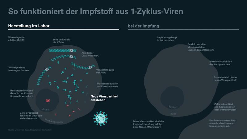 Eine Animation erklärt Herstellung und Wirkweise des neuen Impfstoffs. Dieser beruht auf dem Coronavirus, dem die Forschenden aber wichtige Gene entfernt haben: Das Virus kann einmalig Körperzellen infizieren, sich im Körper aber nicht weiter vermehren.