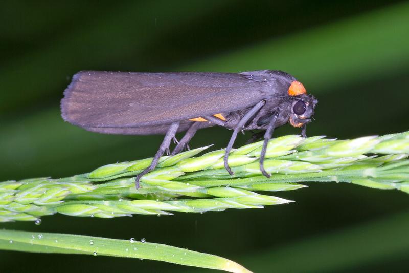  MOTH tauften die Forschenden die von ihnen entdeckte Proteindomäne. Sie kommt auch bei Insekten vor. 