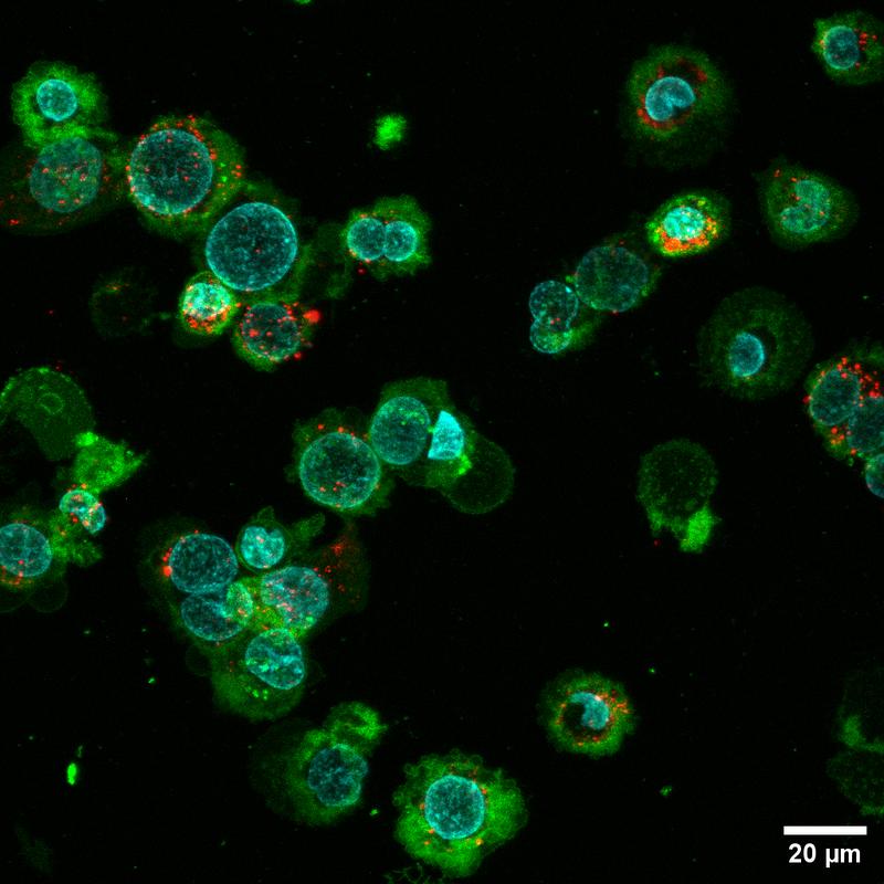 Die mit der neuen Technik hergestellten extrazellulären Vesikel (rot) werden in vitro von Immunzellen (grün; Zellkern türkis) aufgenommen und können so die Immunantwort eines Organismus beeinflussen.
