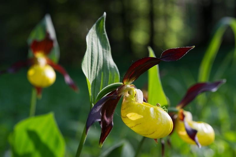 er Gelbe Frauenschuh (Cypripedium calceolus)