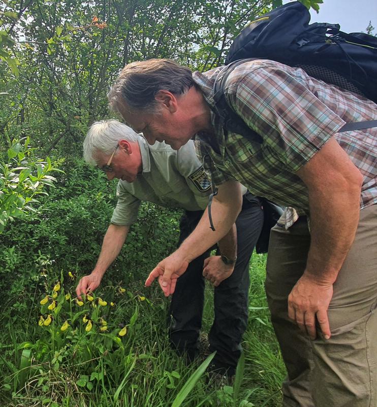 Gerhard Märkl von der Fachstelle Waldnaturschutz für Oberbayern und Robert Nörr, Revierleiter am Amt für Ernährung, Landwirtschaft und Forsten Holzkirchen bestaunen Frauenschuh im Freisinger Auwald