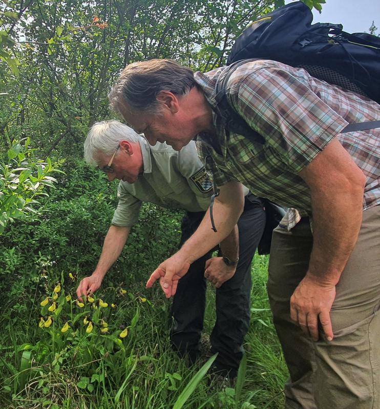 Gerhard Märkl von der Fachstelle Waldnaturschutz für Oberbayern und Robert Nörr, Revierleiter am Amt für Ernährung, Landwirtschaft und Forsten Holzkirchen bestaunen Frauenschuh im Freisinger Auwald