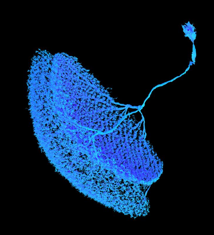 Wie sehen Fruchtfliegen? Im komplexen Sehprozess der Fliege haben Forschende einen neuronalen Mikroschaltkreis entdeckt, der eine einzige Signalart für mehrere Zwecke nutzen kann.