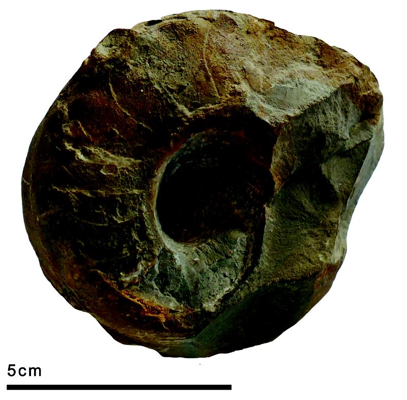 Germanonautilus warthi from the Lower Jurassic Numimalis Marl Formation of Behla near Donaueschingen 
