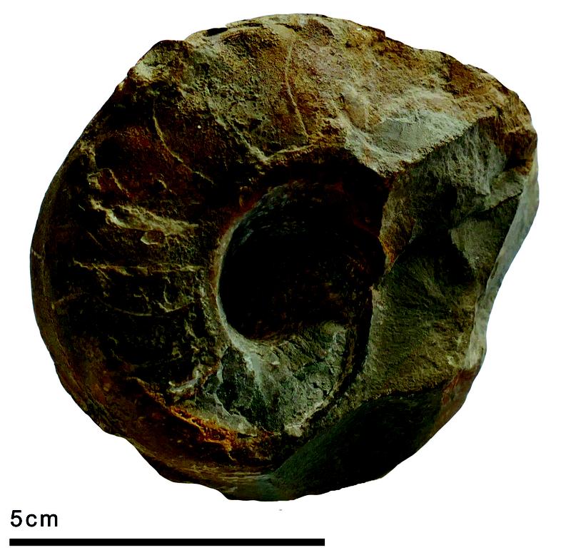  Das versteinerte Perlboot Germanonautilus warthi aus der unterjurasssischen Numimalismergel-Formation von Behla bei Donaueschingen. 