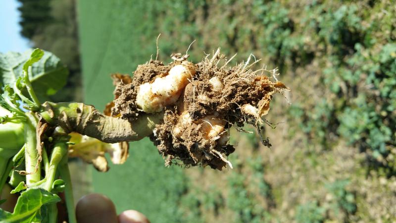 Wucherungen an Rapswurzeln durch den Befall mit Plasmodiophora brassicae