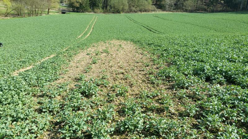 Rapsfeld mit Fehlstelle durch Kohlhernie