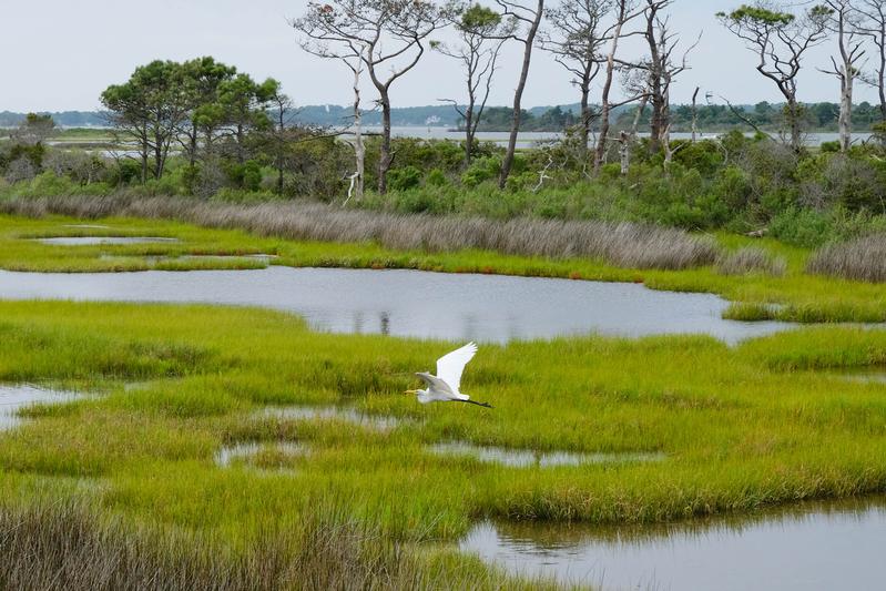 Salzsumpf auf Assateague Island in den Vereinigten Staaten. Foto: Sara Cottle via Unsplash