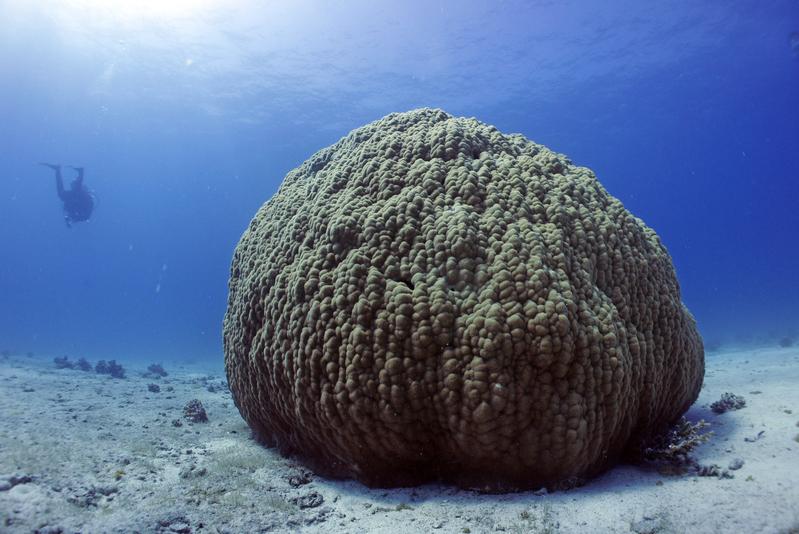Eine Steinkoralle im Roten Meer. Sie gehört zu den Flachwasserkorallen, die Forschende oft nutzen, um die Klimabedingungen der jüngeren Zeit zu rekonstruieren.