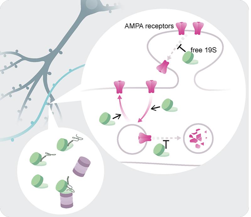 Free (19S) proteasome complexes (green) regulate neuronal synapses independent of the proteasome  