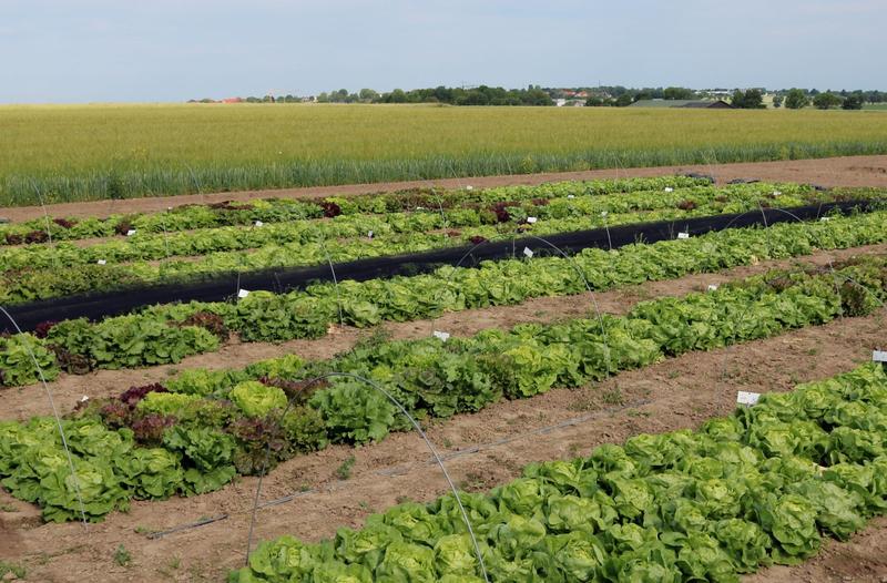 Versuchsfeld des BÖL- Forschungsprojekts „Entwicklung und Praxiserprobung eines neuen Züchtungskonzeptes für einen stabilen ökologischen Salatanbau“