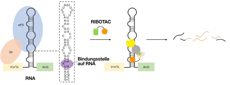 Schematische Darstellung des gezielten Abbaus von JUN durch JUN-RIBOTAC. Orange: kleines Molekül, das JUN bindet, grün: RNase rekrutierendes Modul, gelb: rekrutierte RNase