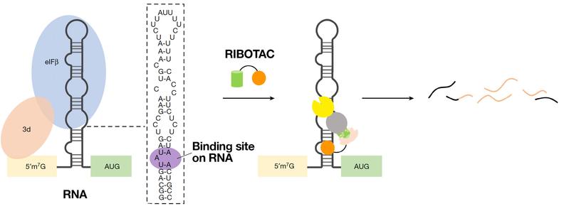 Schematic of targeted JUN degradation by JUN-RIBOTAC. Orange: small molecule binding JUN, green: RNase recruiting module, yellow: recruited RNase.