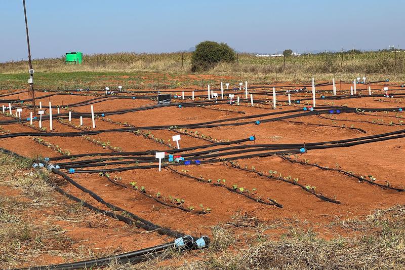Versuchsfeld der Universität in Gaborone (BUAN) zur Testung diverser Bewässerungsmethoden.