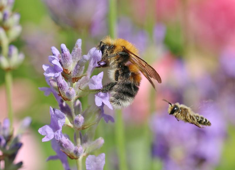 Eine Baumhummel (Bombus hypnorum) auf Nektarsuche 
