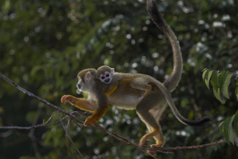  Humboldt-Totenkopfaffen (Saimiri cassiquiarensis ssp. cassiquiarensis), Mamirauá, Brasilien.