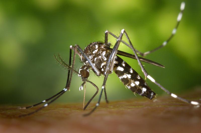 Die Asiatische Tigermücke (Aedes albopictus) ist mittlerweile auch in Europa weit verbreitet und kann gefährliche Krankheitserreger übertragen.