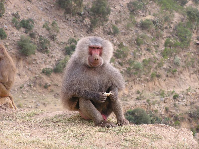 Hamadryas baboon (Papio hamadryas) in the Eritrean highlands. 