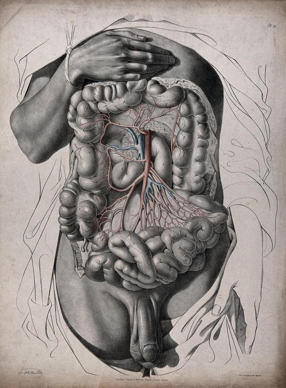 Kolorierte Lithographie von J. Maclise, 1841/1844, die das Kreislaufsystem und einen Teil der inneren Organe des Menschen darstellt. 