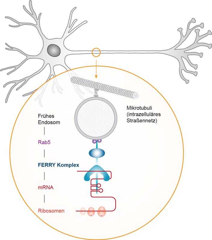 Transport von mRNA in Neuronen entlang intrazellulärer Straßennetze (Mikrotubuli) durch den FERRY-Komplex.