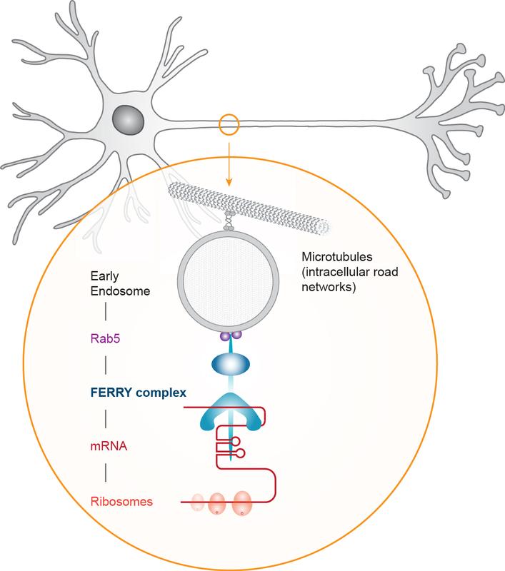 Transport of mRNA in neurons along intracellular road networks (Microtubles) by the FERRY complex. 