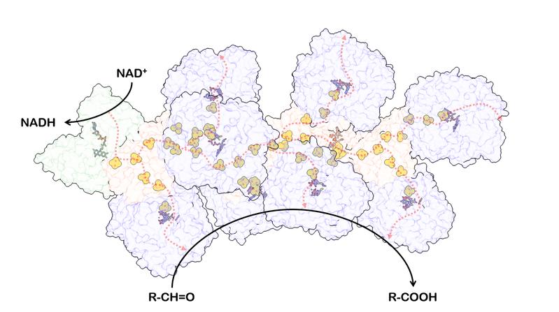 Anders als ähnliche Enzyme anderer Mikroorganismen besteht AOR des Bakteriums Aromatoleum aromaticum aus drei Untereinheiten, die zusammen ein Nanokabel bilden.