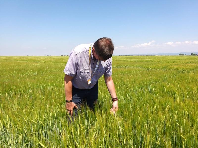 Dr. Götz Hensel im Gerstenfeld. In dem europäischen Projekt BEST-CROP sollen neuartige Pflanzen dieses Getreides entwickelt werden, so dass sowohl die Körner als auch das Stroh optimal genutzt werden können. 