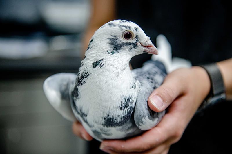 Pigeons also dream while they sleep. Researchers have observed them doing so.