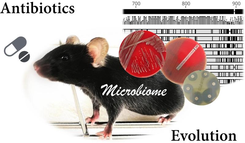 Illustration of the described microbiome research: germ-free mouse as an animal model, agar plates with cultures of bacteria isolated from the intestine and antibiotic test strips and platelets, and the representation of a DNA sequence comparison.