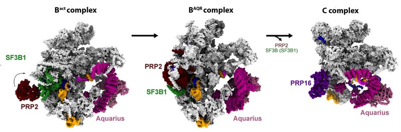 Die molekularen Motoren PRP2 (braun) und Aquarius (magenta) versetzen das Spleißosom vom inaktiven (Bact) in seinen aktiven Zustand (C complex), indem sie mit dem Bereich SF3B1 (grün), wechselwirken und ihn umstrukturieren (BAQR).