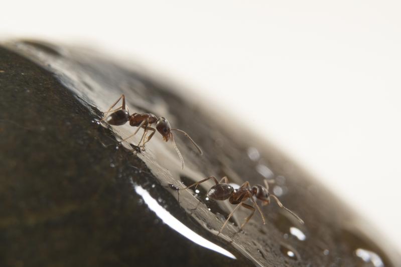 The colony life of ants. Ants are one of our world’s most abundant animals and are rarely on their own. Their social nature makes them resilient and successful. 