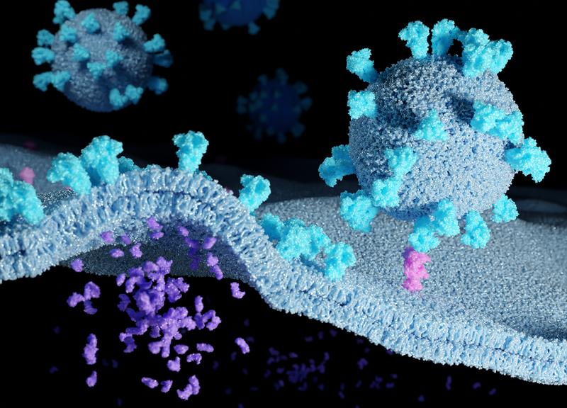 Coronaviruses (round particles) carrying spike proteins (cyan) infect a host cell that express monomeric ACE-2 receptors (pink). After binding, the membranes fuse and viral components are released (purple). 