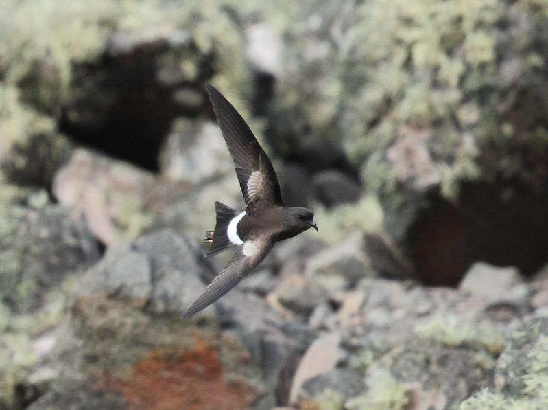 Flying storm petrel.