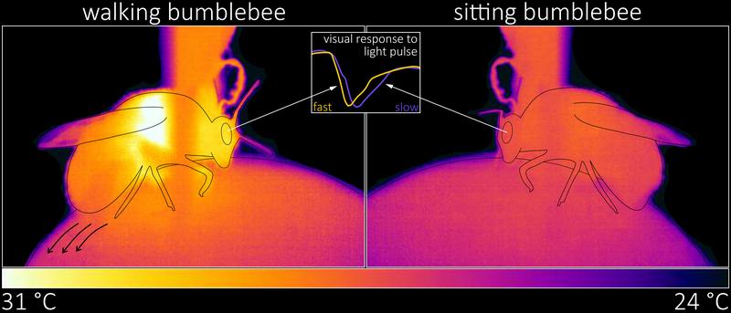 Laufende (links) vs. sitzende (rechts) Hummel: In der Bewegung steigt die Körpertemperatur. Die elektrischen Antworten des Auges in der Mitte zeigen, dass die Hummel während des Laufens visuelle Reize schneller verarbeitet als im Sitzen.