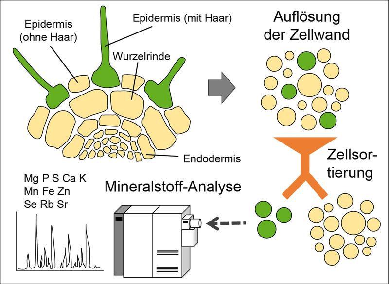 Bestimmung der Konzentration von Mineralstoffen