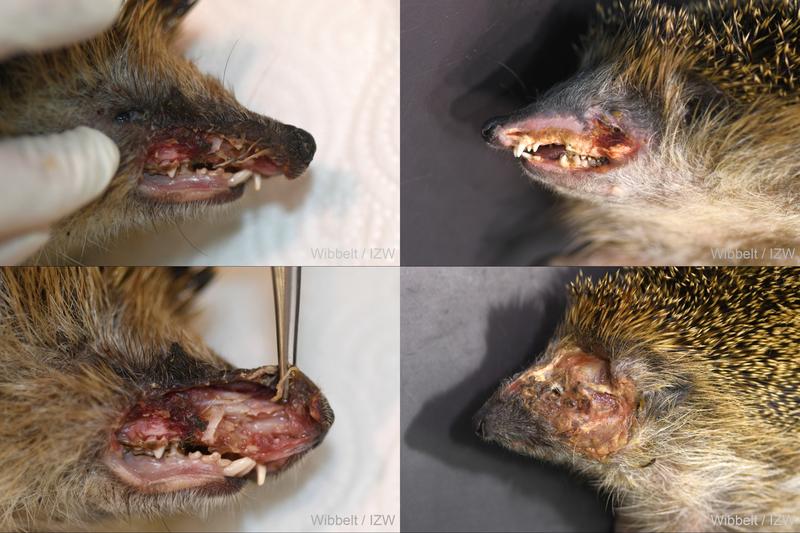Igel mit Schnittverletzungen in der Pathologie des Leibniz-IZW