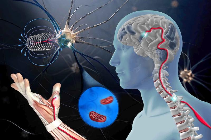 In the cell culture experiment: Disrupted motor neurons of ALS patients are stimulated with magnetic pulses (coil top left) and regain their original performance.