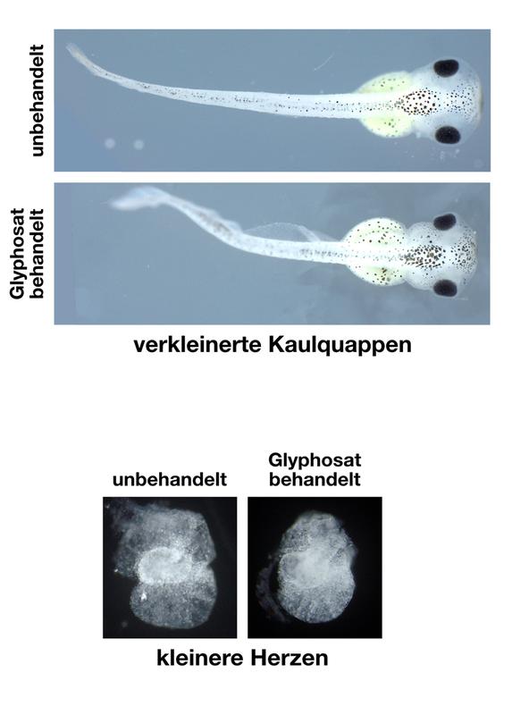 Kaulquappen des Krallenfrosches, die mit Glyphosat behandelt wurden (unten), sind kleiner als die unbehandelten Tiere aus der Kontrollgruppe (oben); Abb. unten: auch die Herzen der Glyphasat-behandelten Krallenfroschembryonen sind kleiner 