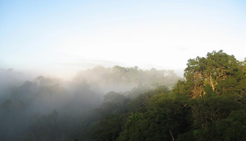 Täler am Amazonas mit häufiger Nebelbildung dienen im Klimawandel als Rückzugsräume für empfindliche Arten.