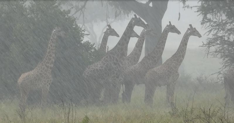 Masai giraffes in Tanzania have lower survival during seasons of heavier rainfall, which is predicted to increase under climate change. 