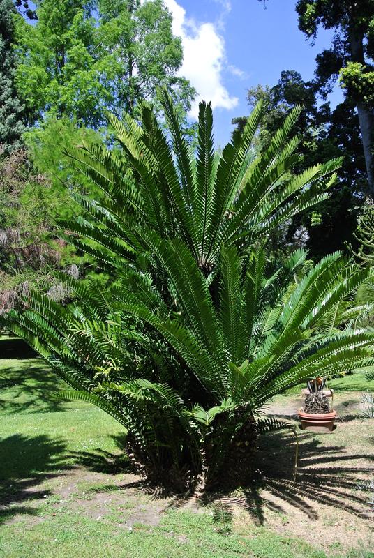 Der afrikanische Palmfarn Encephalartos altensteinii Lehm, hier im Botanischen Garten der Universität Neapel "Federico II"
