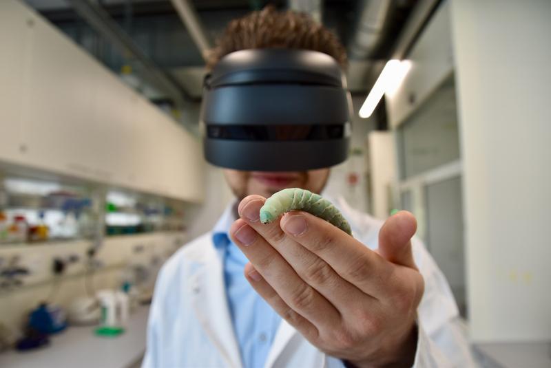 Biologe und Studienautor Dr. Jan Scherberich trägt eine VR-Brille und hält eine Tabakschwärmerlarve auf der Hand.
