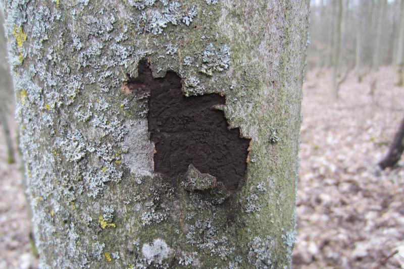 Sporenlager von Cryptostroma cortiale, dem Erreger der Rußrindenkranheit an Bergahorn 