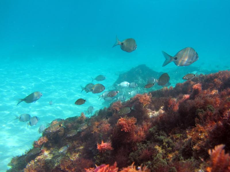 An der Algarveküste schwimmen häufig Meerbrassen verschiedener Arten zusammen über Seegraswiesen oder mit Algen bewachsenen Felsen. 