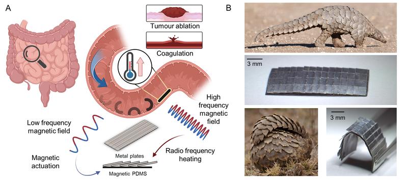 Fig. 1 shows the pangolin-inspired untethered magnetic robot. A Conceptual illustration of the pangolin-inspired robot operating in the small intestine. Robot is actuated with a low-frequency magnetic field and heated with a high-frequency magnetic field