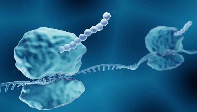 Das Bild zeigt zwei Ribosomen (jeweils zweiteilig), die auf einer mRNA hintereinander herfahren um die Baupläne der Proteine abzulesen. Man sieht, wie aus dem oberen Teil der beiden Ribosomen die Aminosäureketten herauswachsen.