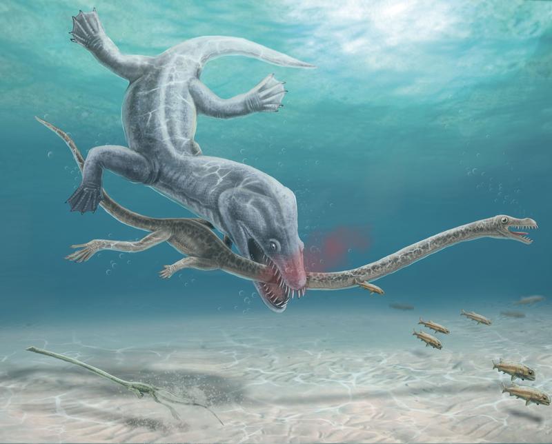 Reconstruction and illustration of Tanystropheus being attacked by one of the suspected predators, Nothosaurus giganteus, in the prehistoric sea.