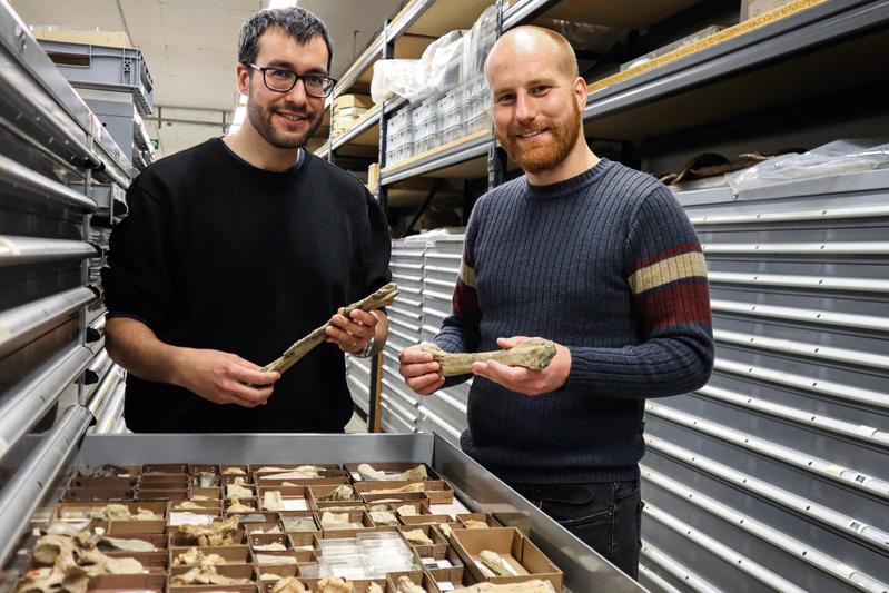 The palaeontologists, Dr. Eudald Mujal (left) and Dr. Stephan Spiekman, in the palaeontological research collection of the Natural History Museum Stuttgart.