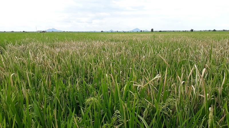Rice field infected with bacterial blight in Dakawa. The wilting and desiccation of the leaves results in significantly reduced yield for the small-scale food producers.